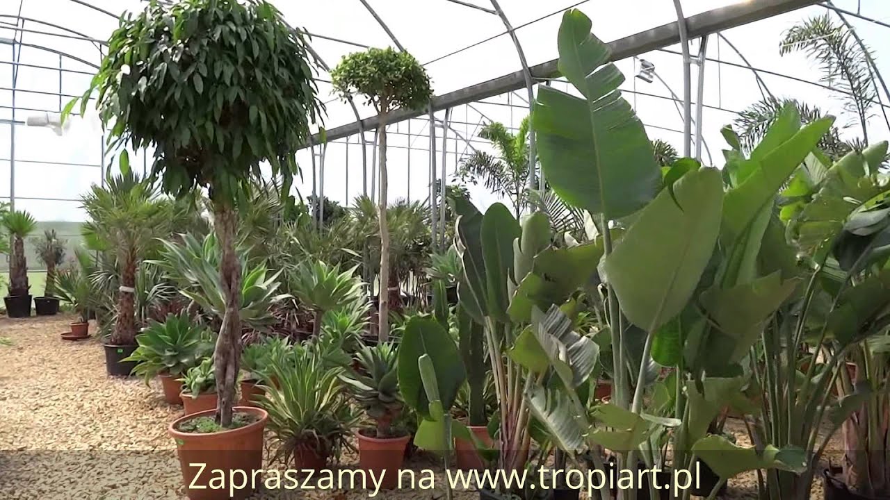 TROPIART - WRZESIEŃ 2015 - SIEWIERZ - ROŚLINY EGZOTYCZNE WEWNĘTRZNE ZEWNĘTRZNE NS