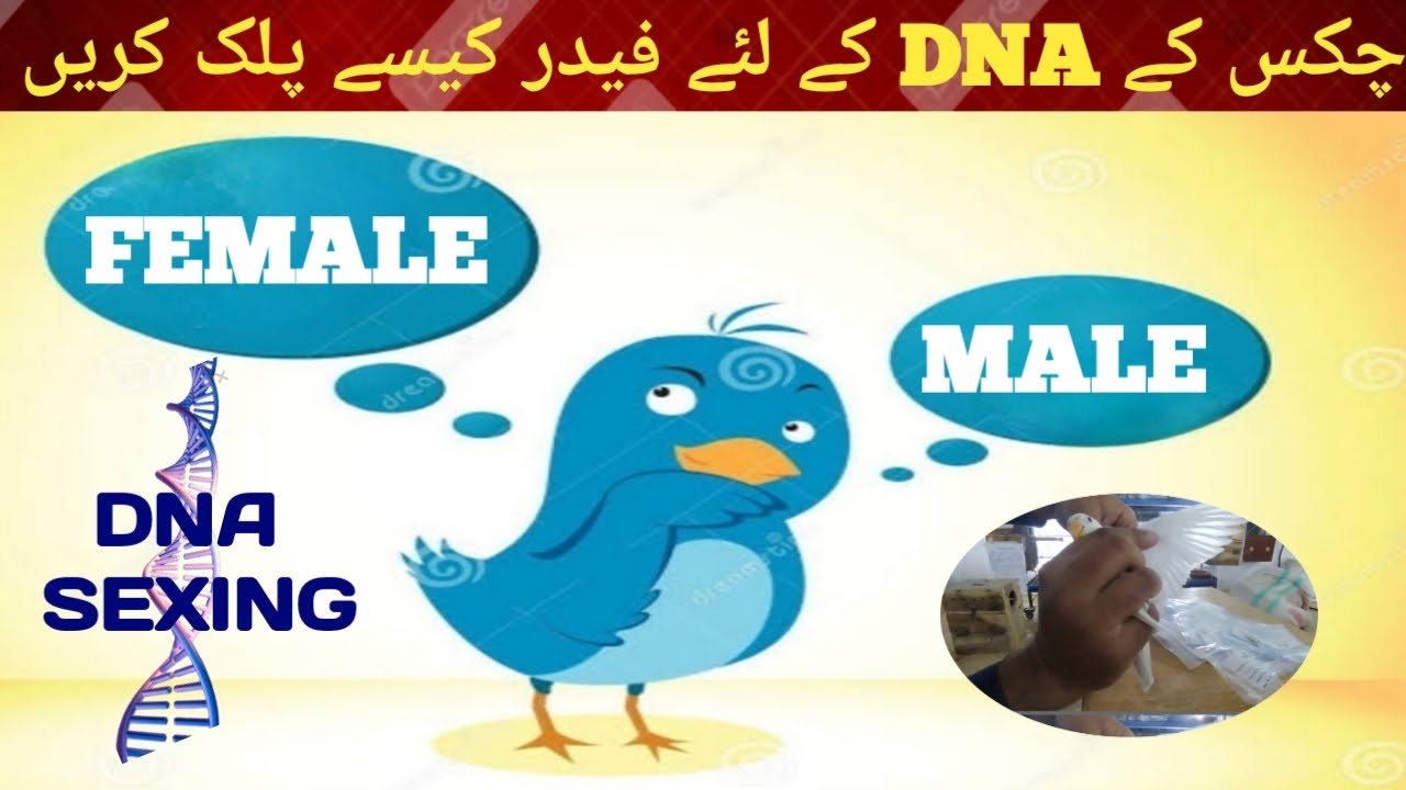 How to separate lovebirds self chicks | How to pluck feathers of bird for DNA | bird ka dna kasy krn