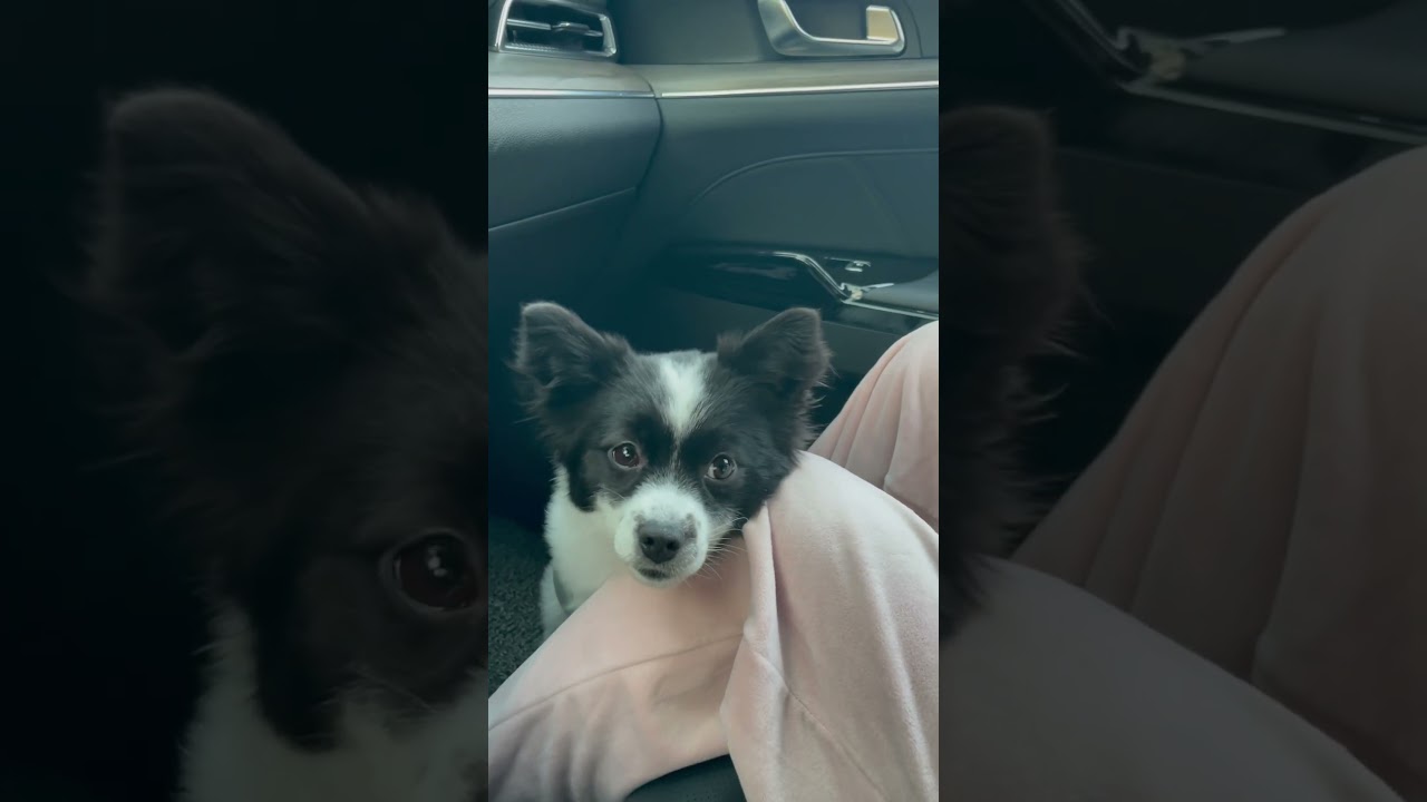 피곤한 강아지 행복한강아지  차에서 잘안자는데 이날은 많이 피곤했나봐 ㅋㅋㅋ❤️
