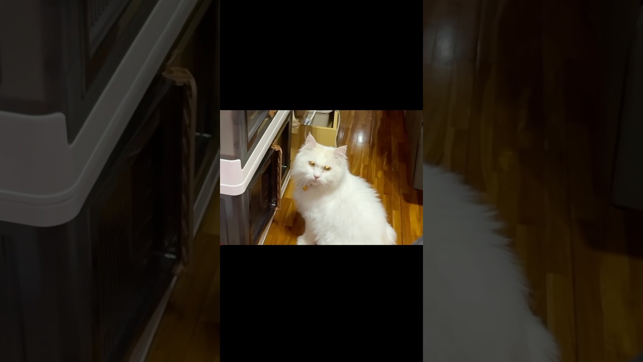 天才猫　　　　　　　　　　　　　　　　　　　　　　　　　　　　　　　　#保護猫 #猫のいる暮らし #猫の黒ちゃんねる