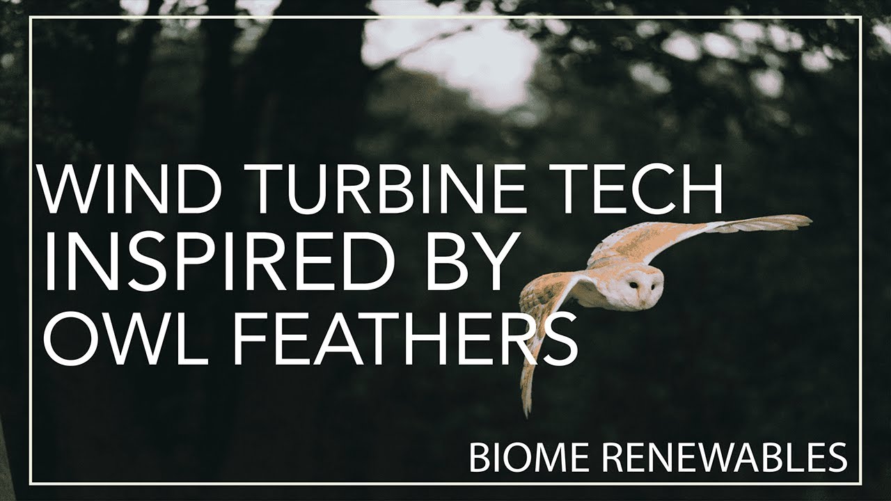 Powering Wind Turbines (Inspired by Nature) | How Owls & Maple Seeds Are Transforming Green Energy