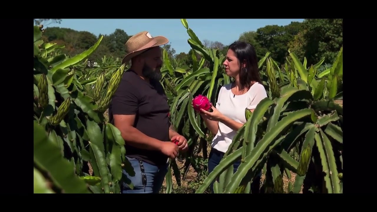 Reportagem belíssima do Globo Rural sobre as pitayas