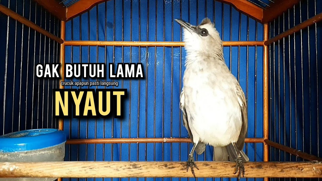 trucukan gacor ROPEL PANJANG buat pancingan trucukan agar bunyi JADIKAN burung trucuk gacor EMOSI