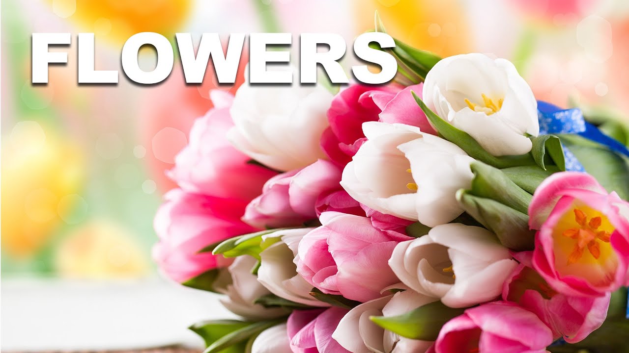 Flowers | Humans are space orcs? | An HFY Story