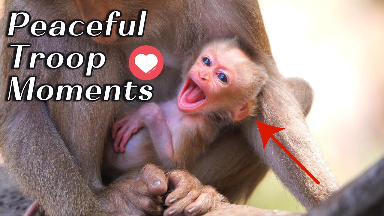 🔴 Mama Monkey Rosita Grooms Baby Rosco During Break Time | Pigtail Troop Life Update