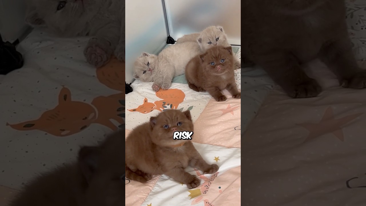The Truth About Munchkin Cats 😳