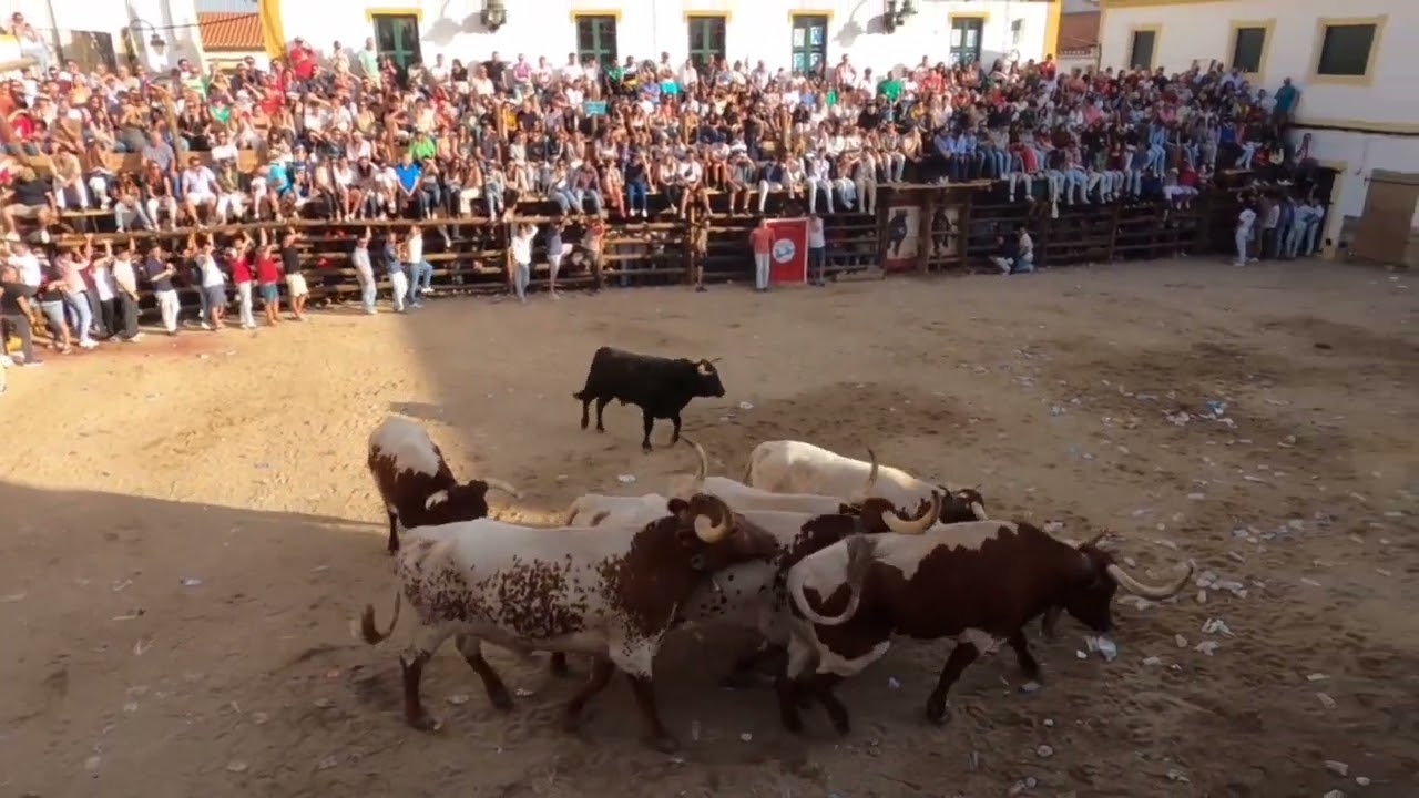 2º Encerro Touros de Barrancos 2024