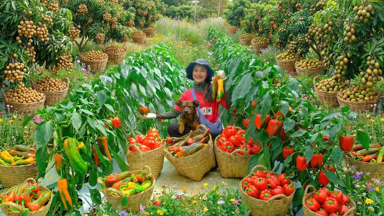 Relax With Harvest Vegetables And Fruit: Bell Pepper, Fruit Chili, Longan, Ambarella, Passion Fruit,