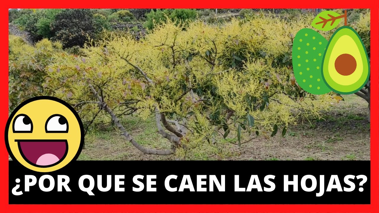 Por que se CAEN las HOJAS de un ARBOL de AGUACATE 🥑