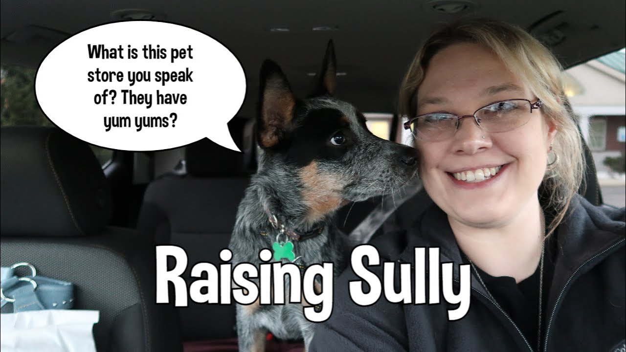 Raising Sully ~ Running Errands With Mom ~ 5 Month Old Australian Cattle Dog