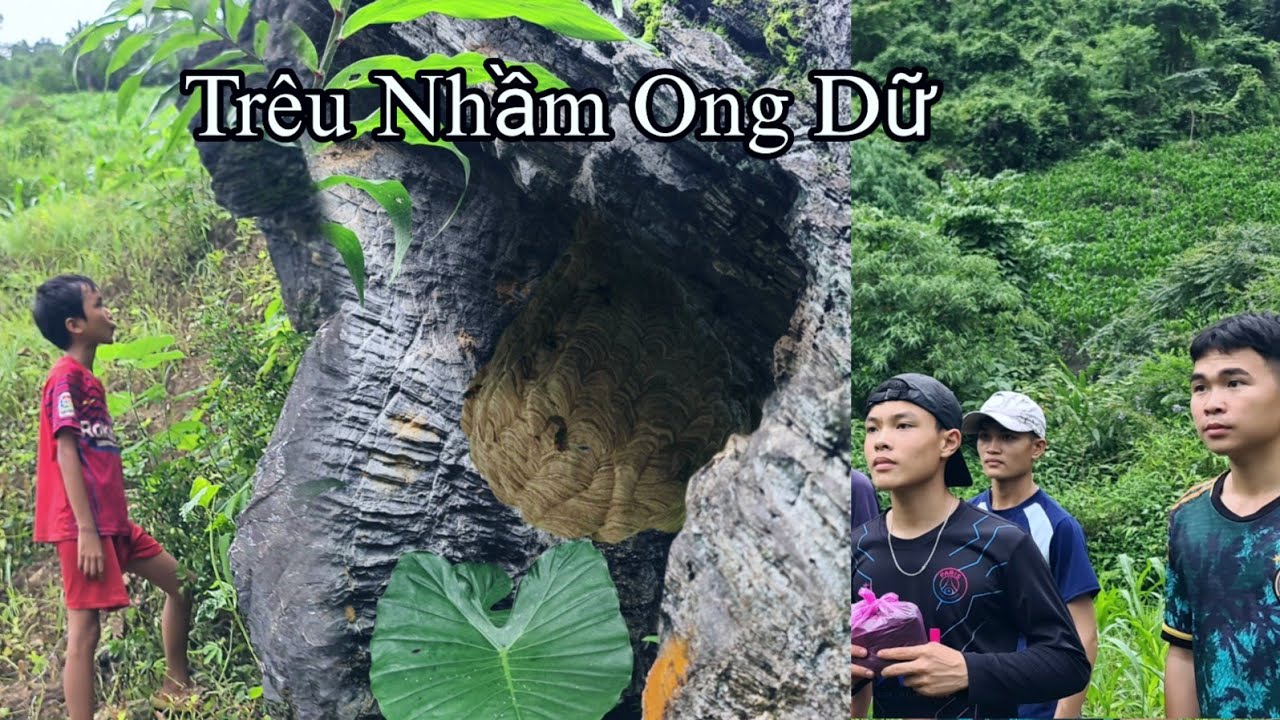 Vào Rừng Và Thằng Cọp Kè Trêu Nhầm Ong Dữ