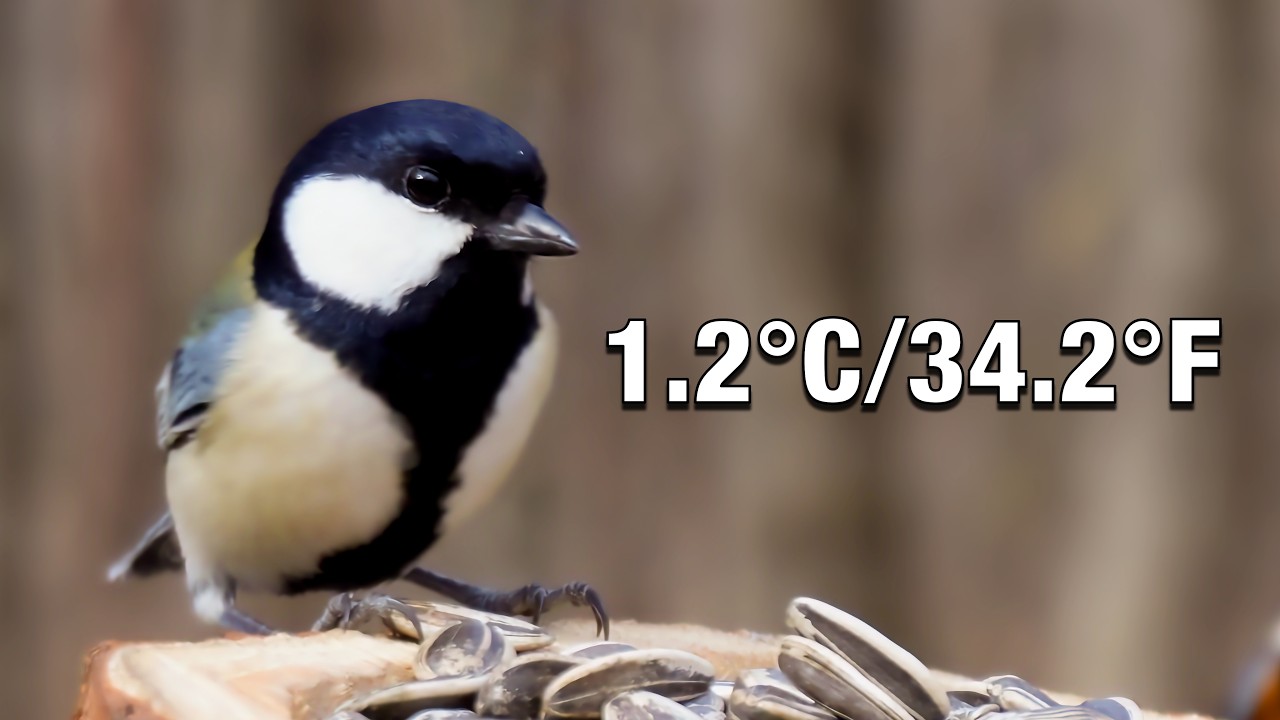 [4K] Nature ASMR | Coldest 1.2°C / 34.2°F Morning at the Bird Feeder (No Music)