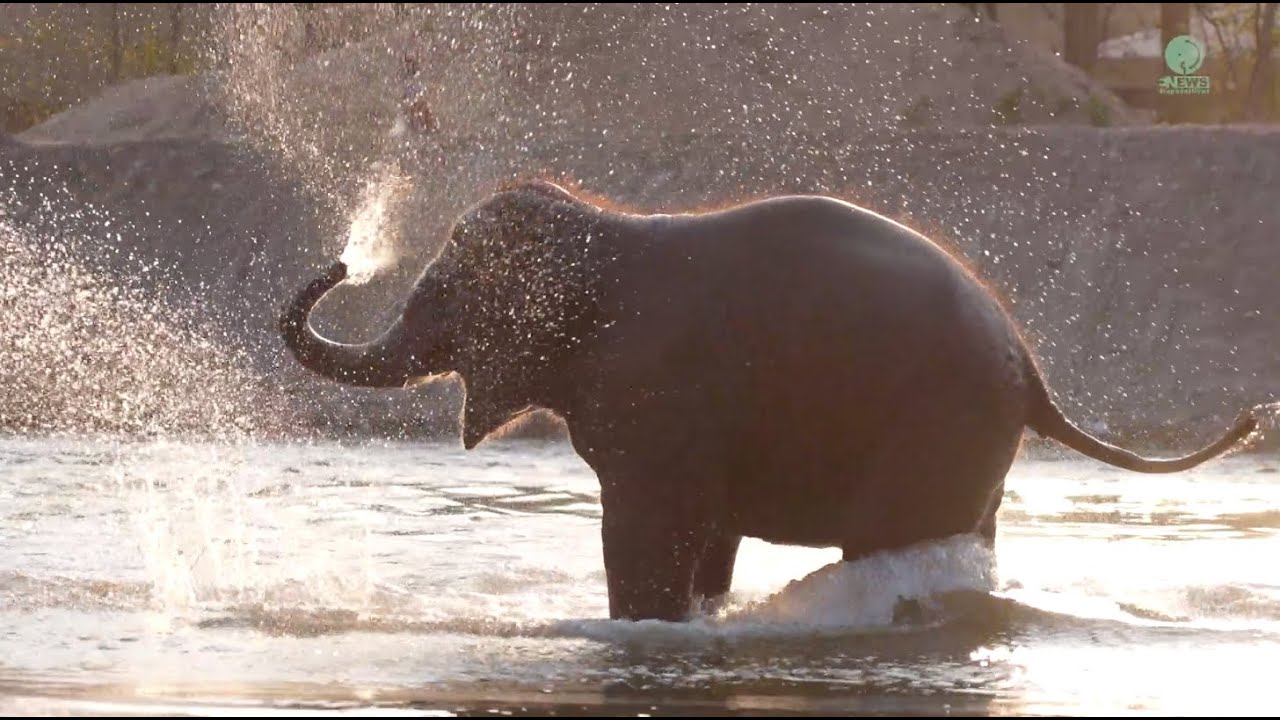 The Golden Moment Of Baby Elephant Wan Mai In The River - ElephantNews