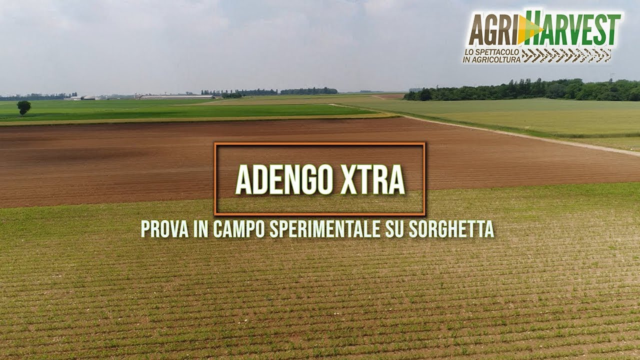 ADENGO XTRA - BAYER - Prova in campo sperimentale su sorghetta