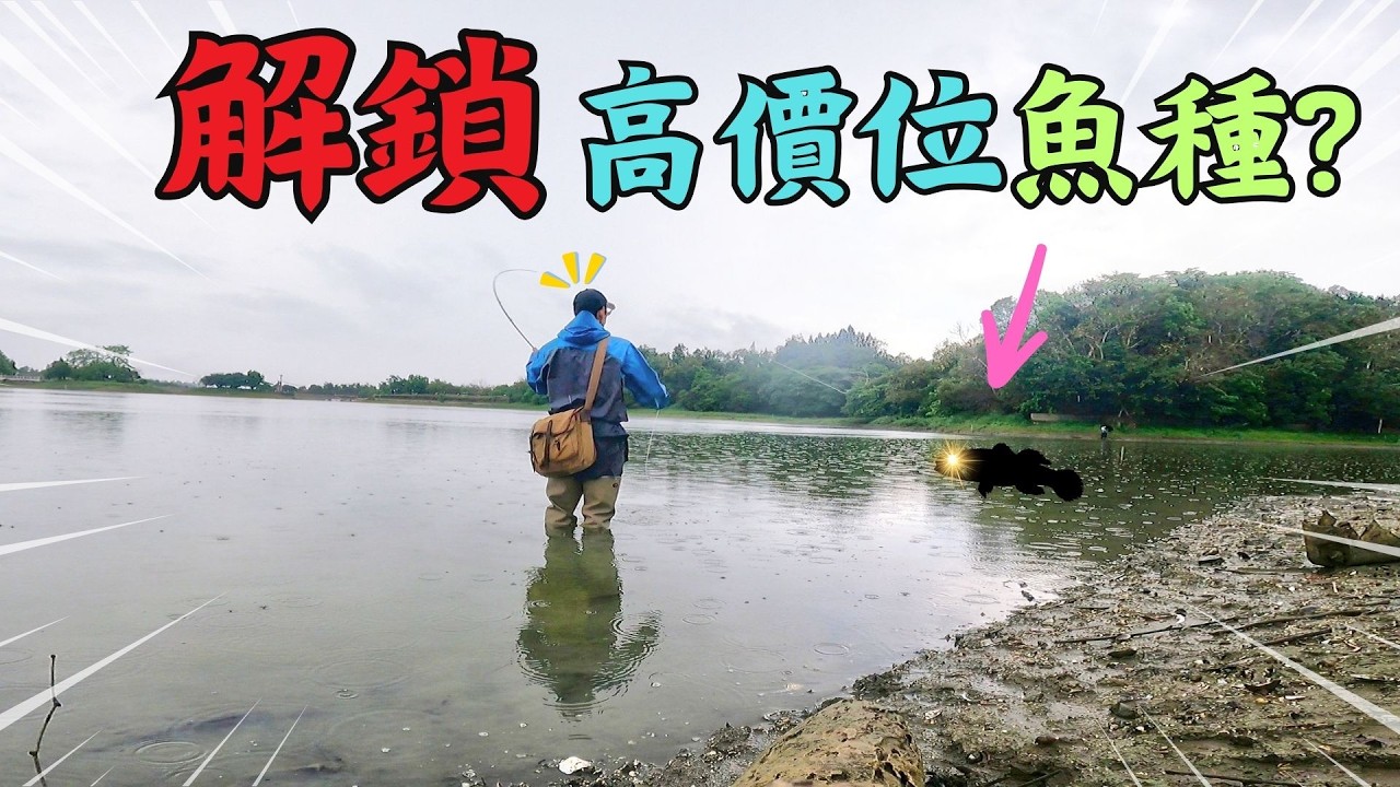 暴雨意外驚喜：高價淡水魚現蹤，一斤上看600元！水族缸觀賞魚也來湊熱鬧｜台灣美食溫體牛肉｜Maxcatch｜飛釣｜飛蠅釣｜虎頭埤風景區｜ #flyfishing #fishing #故事