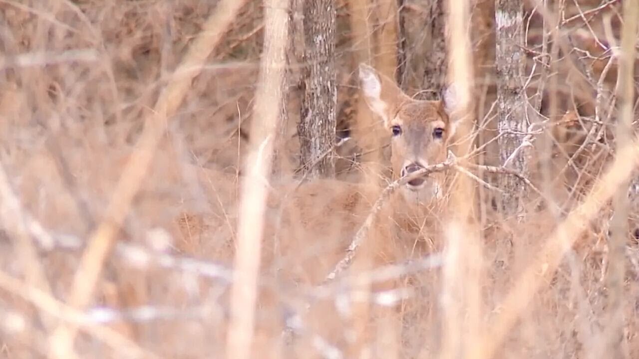 Missouri Department of Conservation enforces fines for feeding deer in certain counties