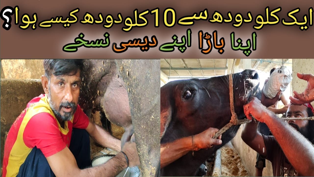 Increase 1 Liter Milk to 10 Liter In TWO Days #Shorts @MultiTalentedPakistan
