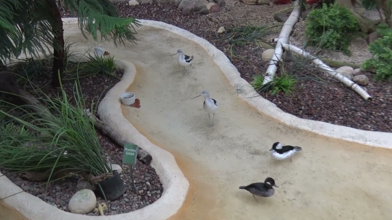 Aviary Tour - Part 3