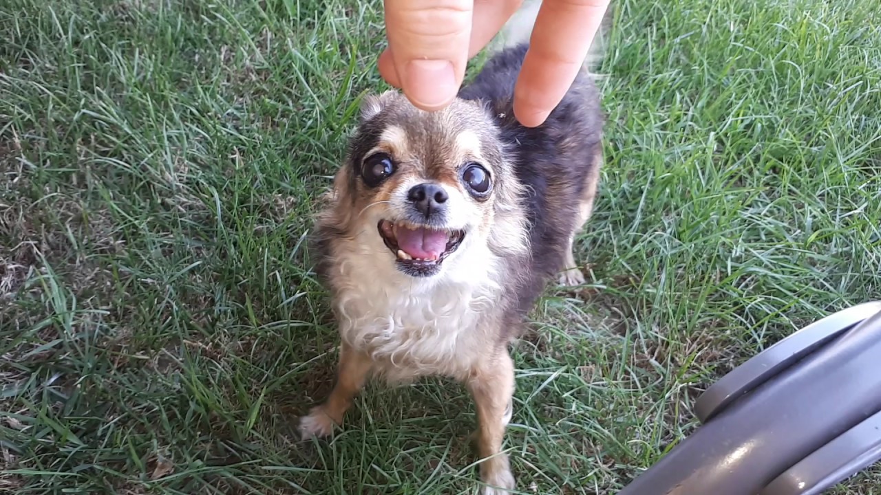 Happy Angry Chihuahua - Part2