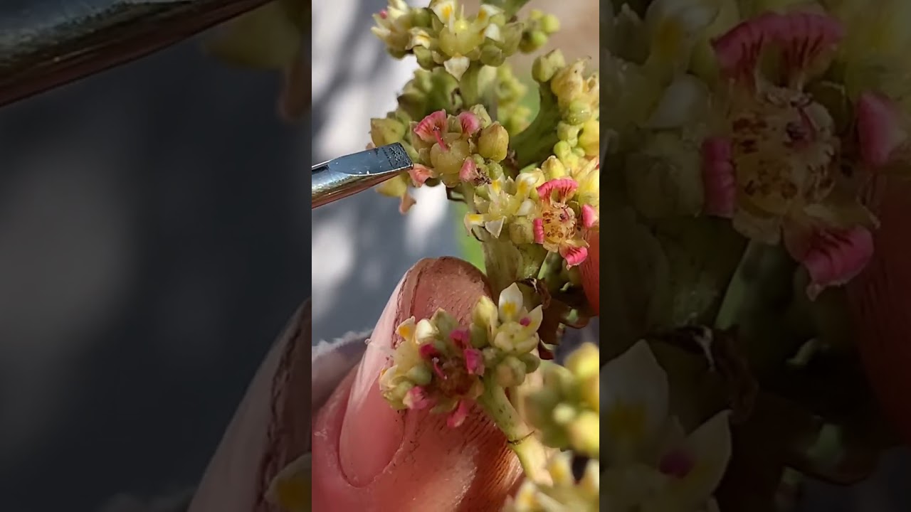 Определите мужские и женские цветки манго с помощью манговой фермы Tropical Acres. Видео от Backy...
