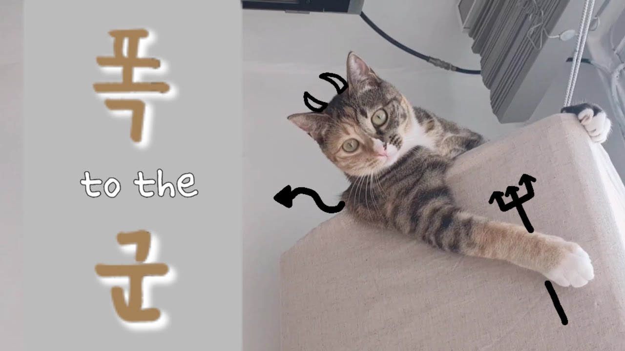 누가 이 폭군좀 말려주세요..🐈‍⬛| 에어컨 위에는 왜 올라가...😈