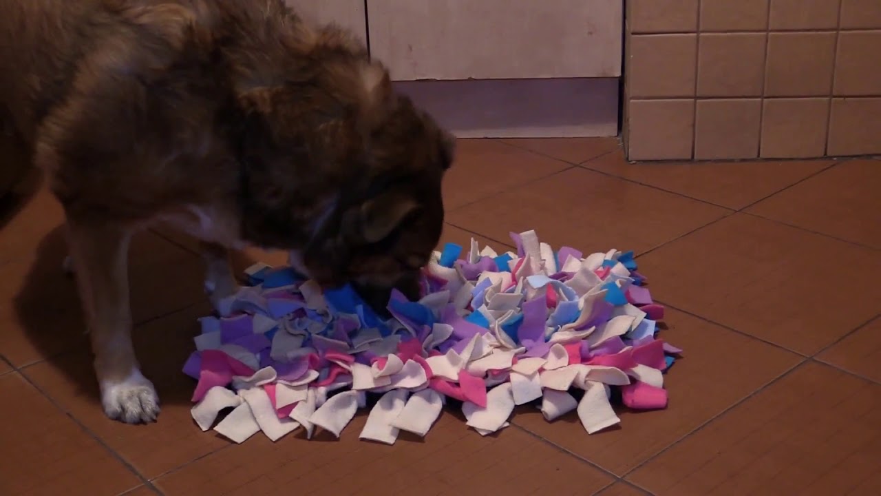 DOG STORY Mata węchowa dla psa