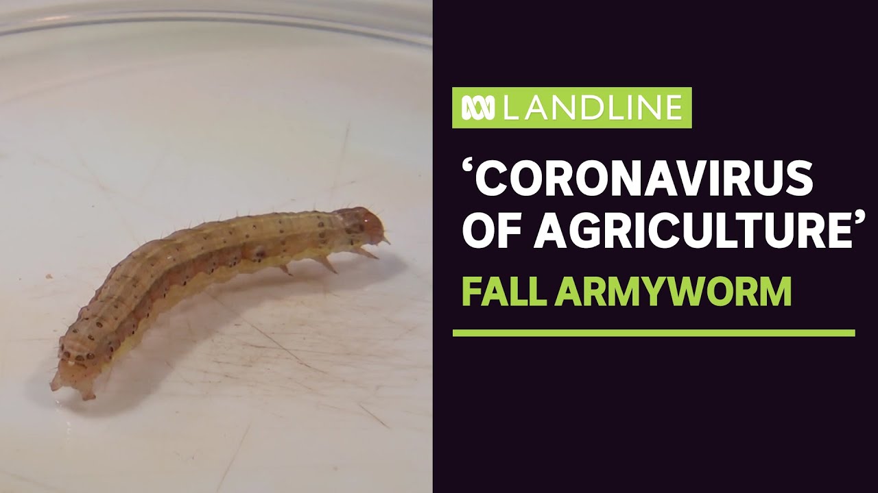 Farmers say fall armyworm, the 'coronavirus of agriculture', could force up food prices | ABC News