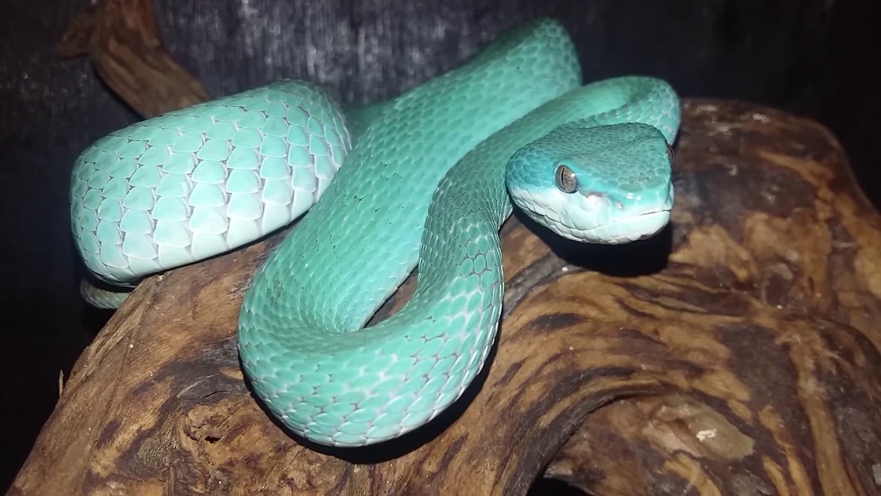SEXING VISUAL TRIMERESURUS INSULARIS DAN TRIMERESURUS ALBOLABRIS