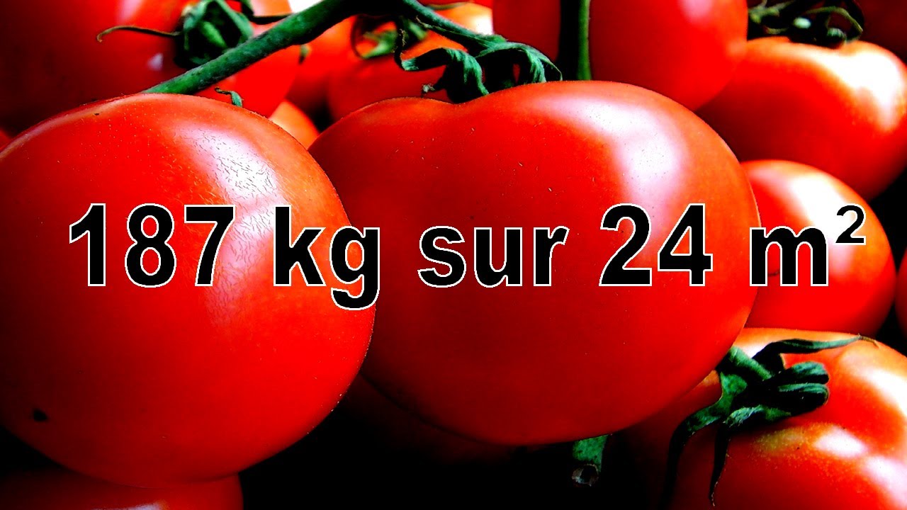 200 kg de tomates sur 24 m² :  le résultat
