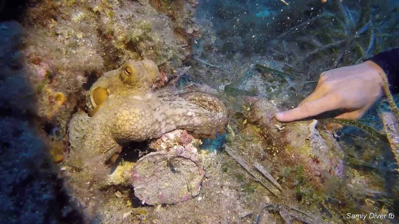 Octopus Octopi, Colored Coral, and Gargantuan Gorgonia