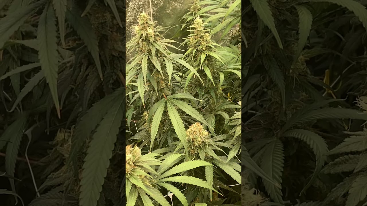 ZKC - 51 days
