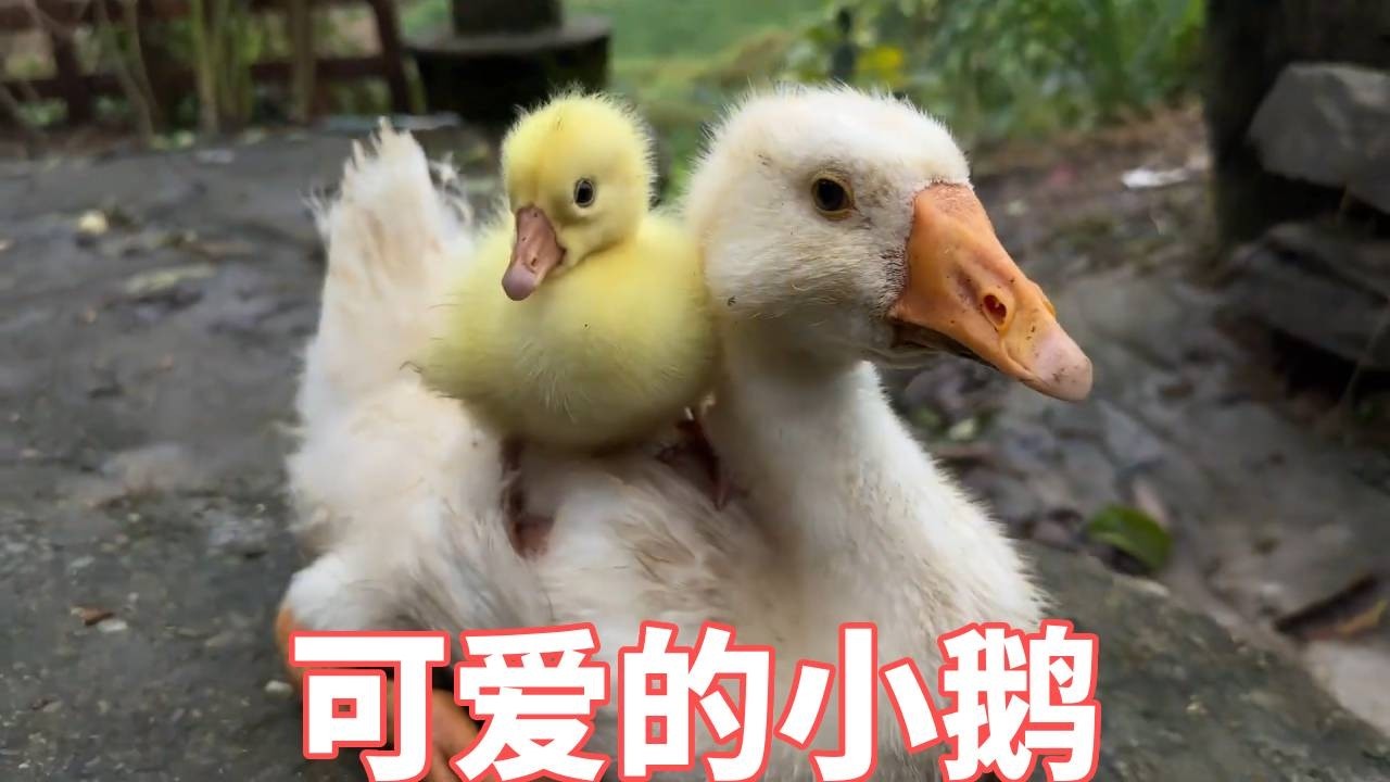 我好想很招小动物喜欢，给大鹅作伴儿带回来的小鹅一直在追着我跑！【蒙面鸟哥】