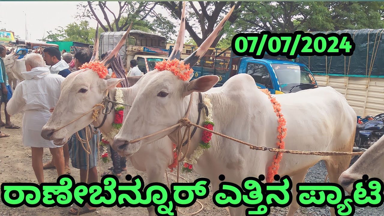 Ranebennur Bulls Market || ರಾಣೇಬೆನ್ನೂರ್ ಎತ್ತಿನ ಪ್ಯಾಟಿ || Every Sunday Morning ||