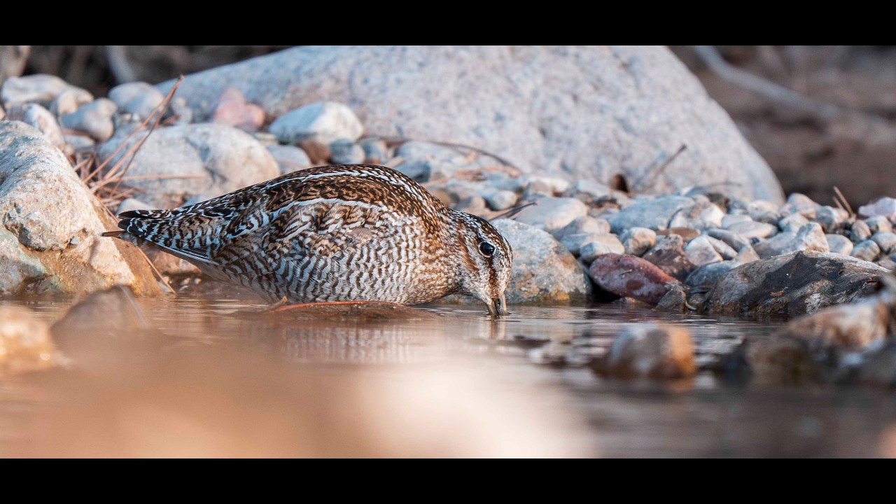 Therapeutic moments of watching a solitary snipe feeding in a mountain creek