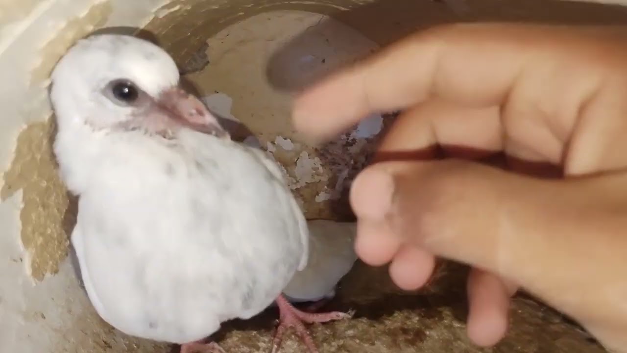مده شهر ال الفرخ راح يحبني او يخاف مني