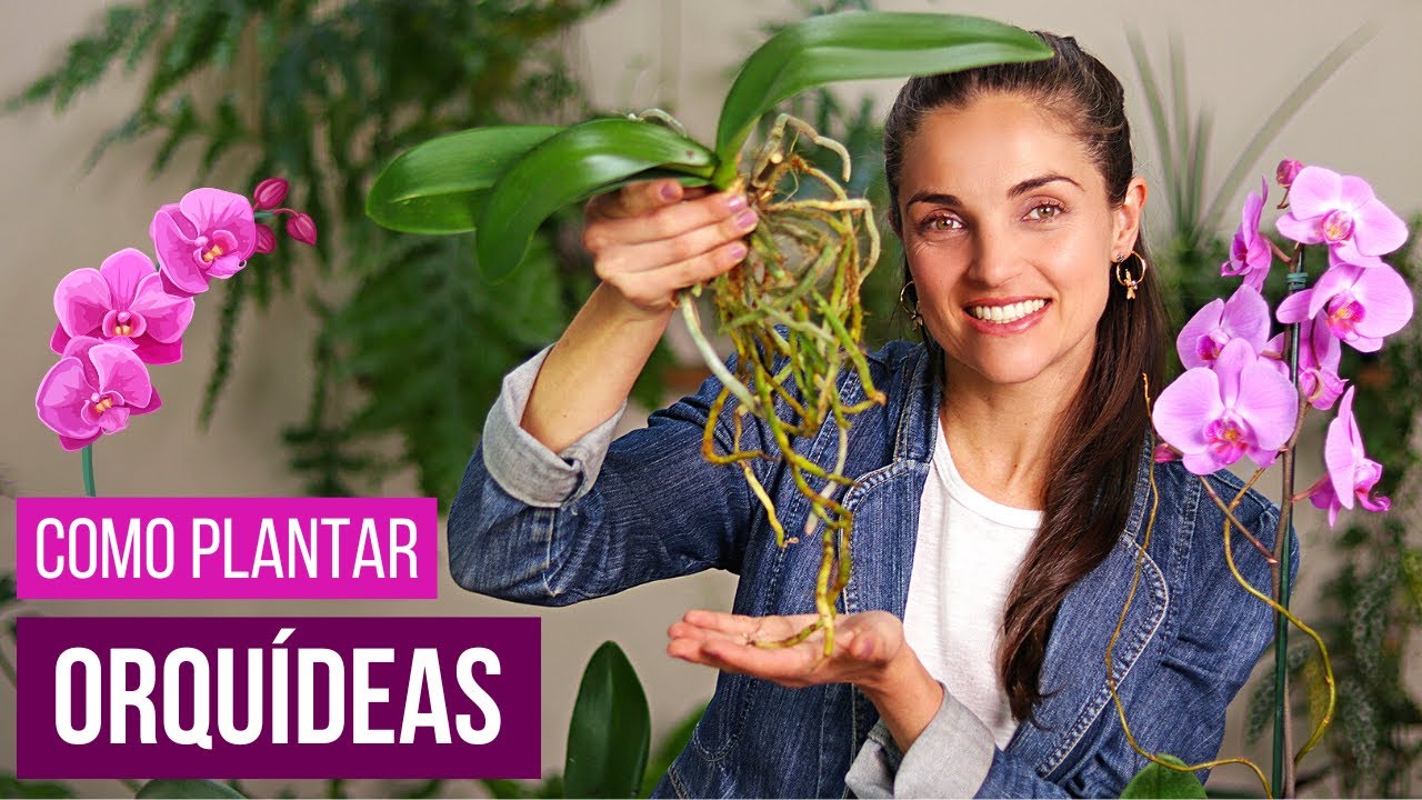 COMO PLANTAR ORQU&Iacute;DEAS 🌸 PASSO a PASSO e as MELHORES DICAS de CULTIVO