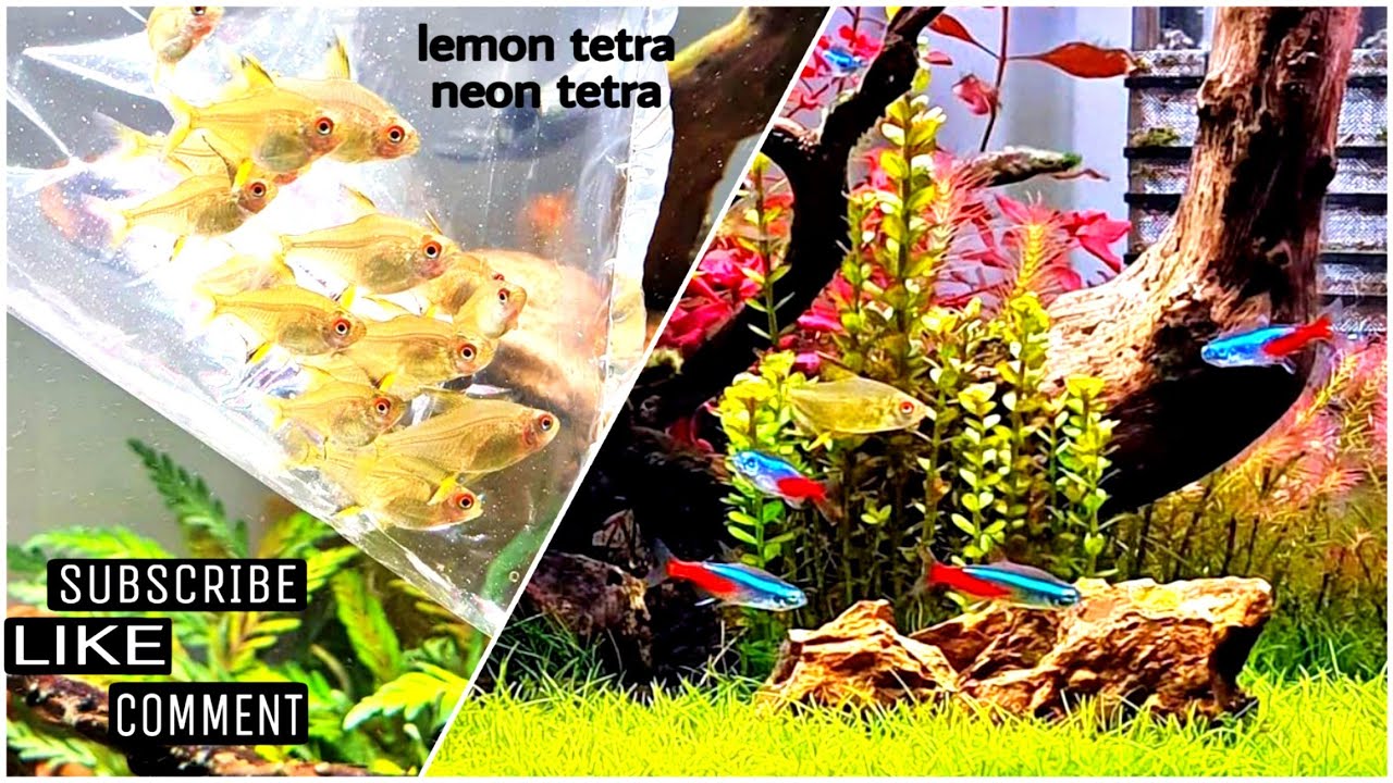 lemon tetra💛 and neon tetra💙❤️