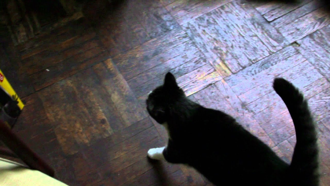 Lemon, Saul Leiter's cat, helps director Tomas Leach during filming.