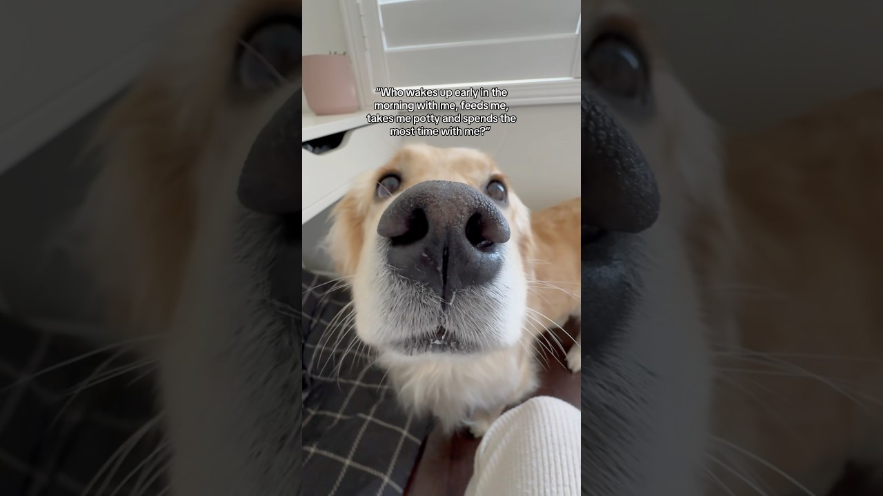 Every dog has their favorite human 😂 #dogs #dogshorts #puppy #puppies #goldenretriever #doglife