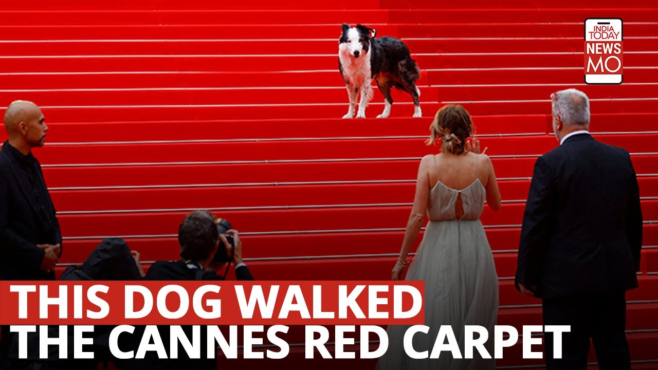 Meet Messi, The Dog From 'Anatomy Of A Fall,' Who Walked The Red Carpet At The Cannes Film Festival