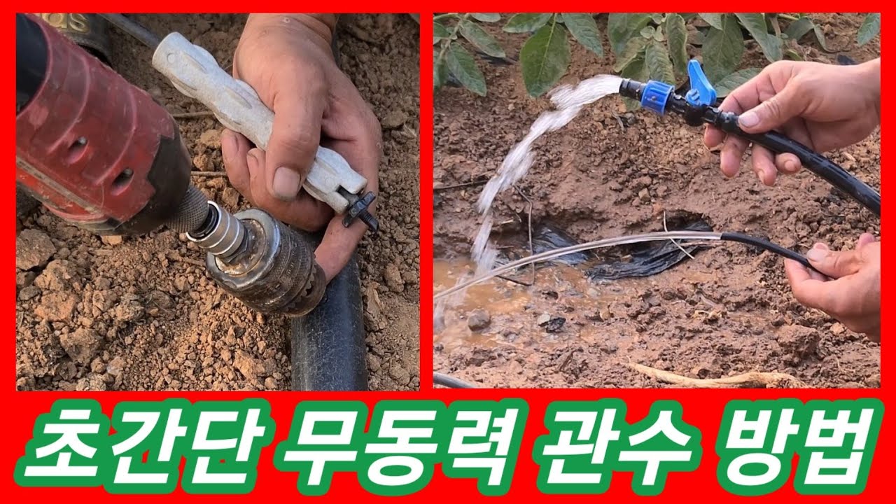 초간단 무동력 관수~ 메마른 홍감자밭 관주작업 스프링 클러 자재와 농수관 으로 귀농귀촌 전원일기 텃밭 주말농장