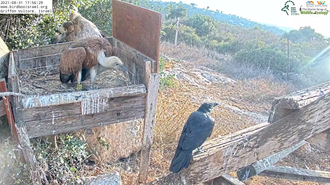 Common ravens visit the baby vulture in Griffon Vulture Nest Israel CAM נשר| 31.8.21