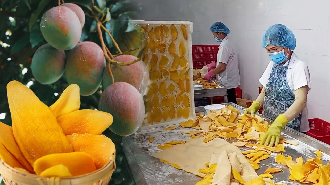 Процесс производства сухофруктов на экспорт во Вьетнаме | Сушеный манго