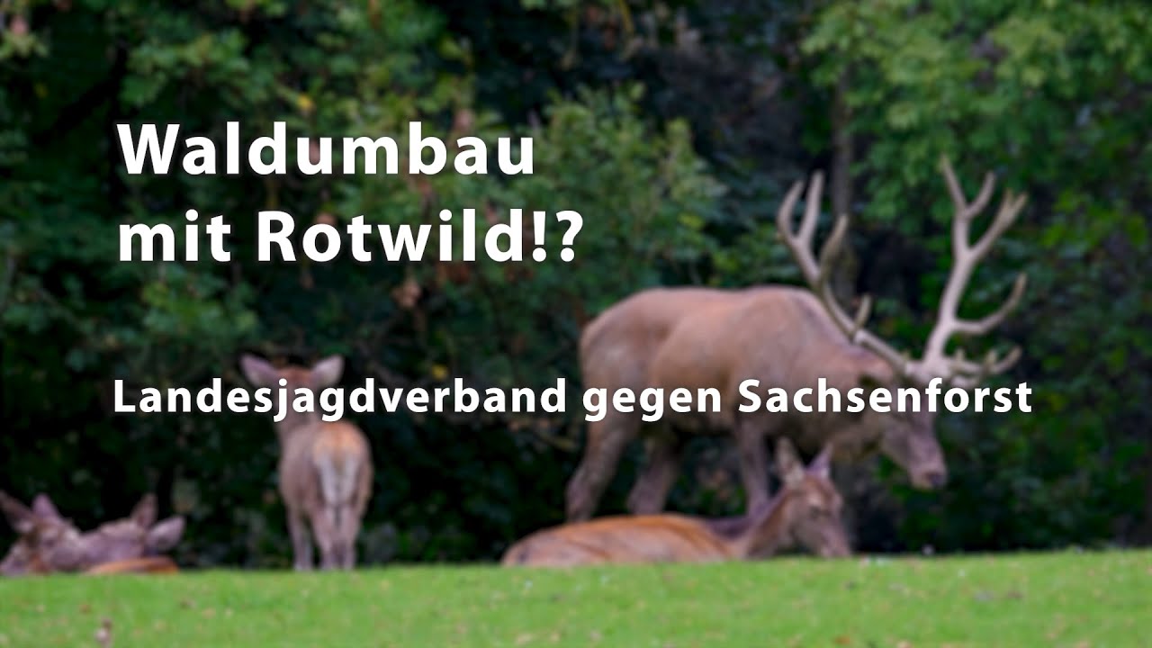 Waldumbau mit Rotwild?! Landesjagdverband vs. Sachsenforst
