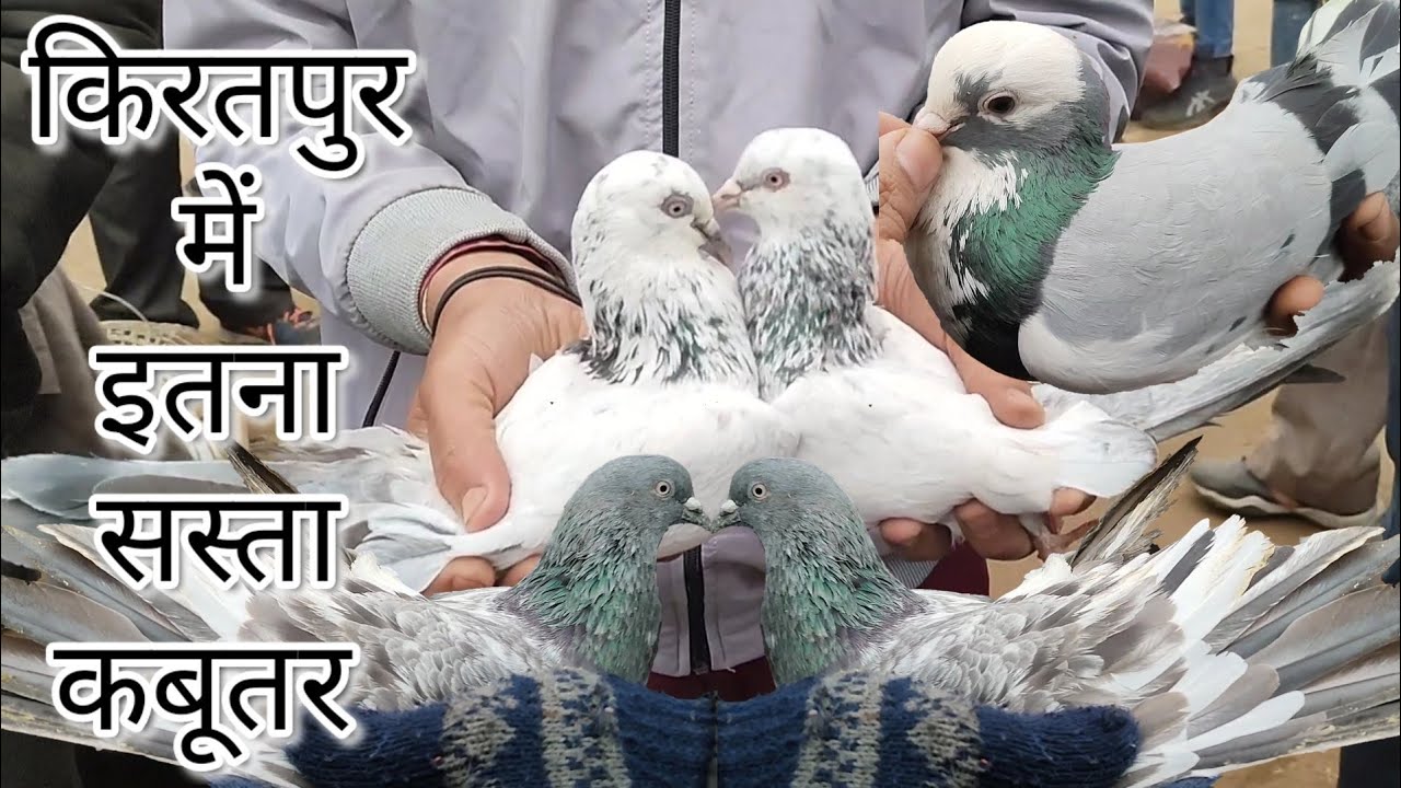 किरतपुर कबूतर मंडी में इतना सस्ता कबूतर इतवार के दिन / Kiratpur pigeon market district Bijnor U.P.