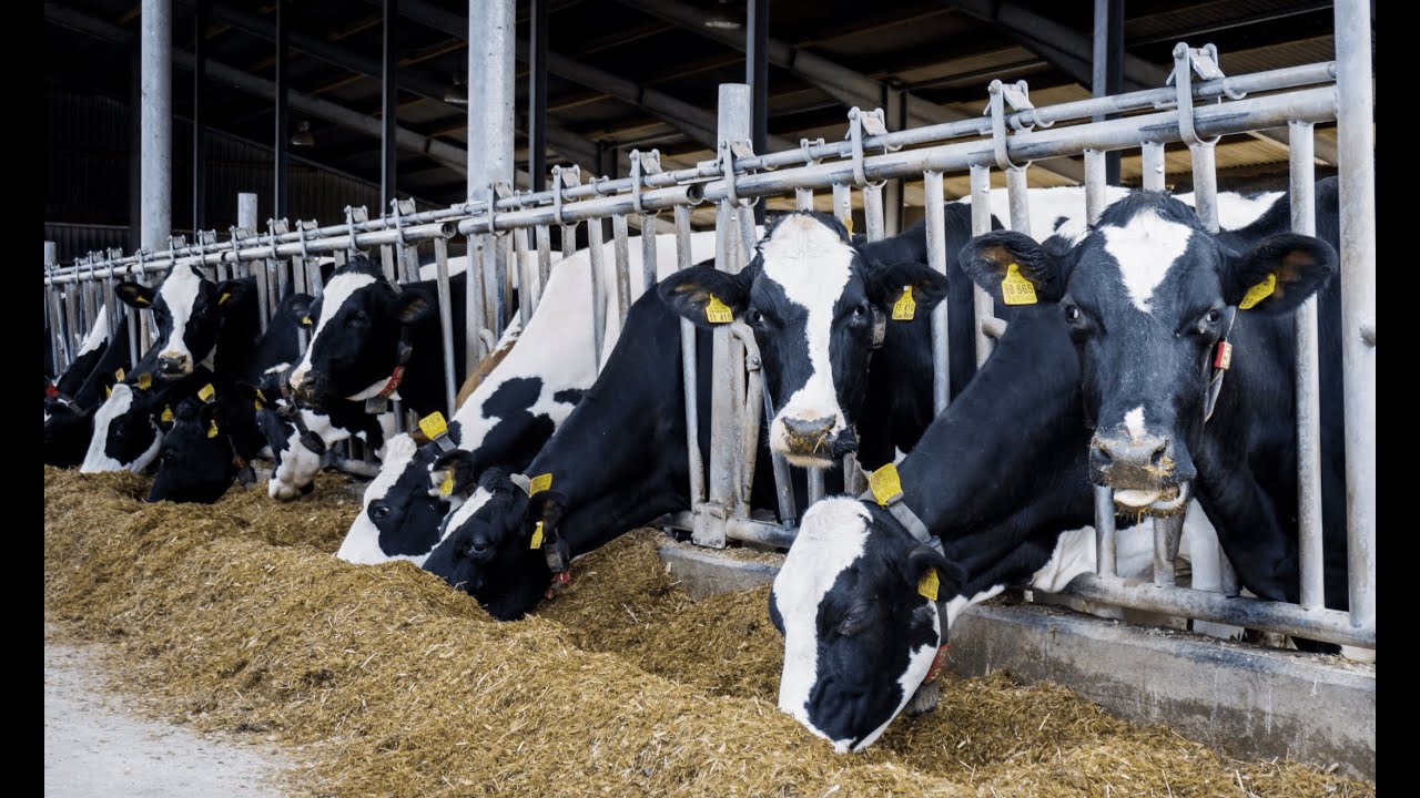 Secrets to Successful Cattle Farming