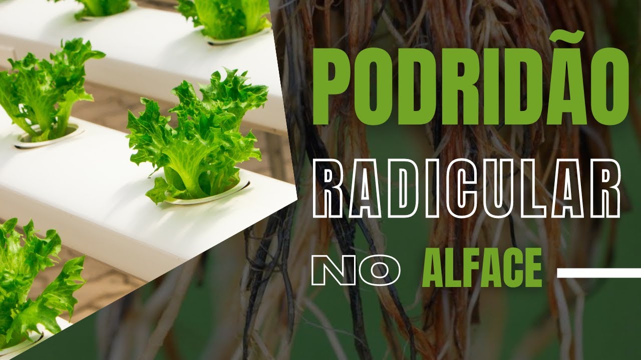 Como prevenir a Podridão Radicular no Alface