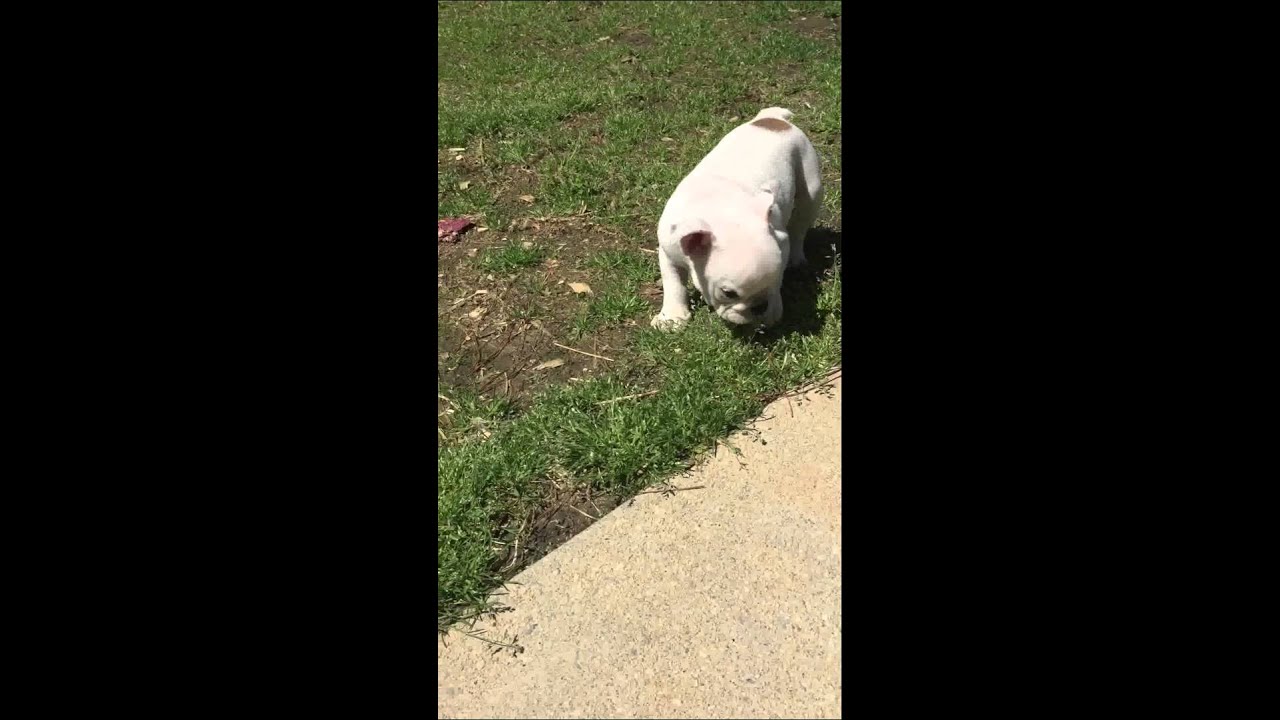 Yuki the the worlds smallest English bulldog www.jbbullies.com
