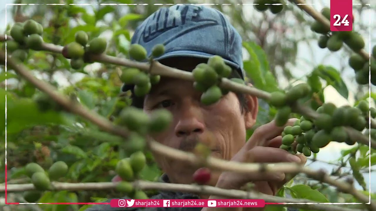 Bean bonanza  coffee cafes pop up in remote corner of Indonesia