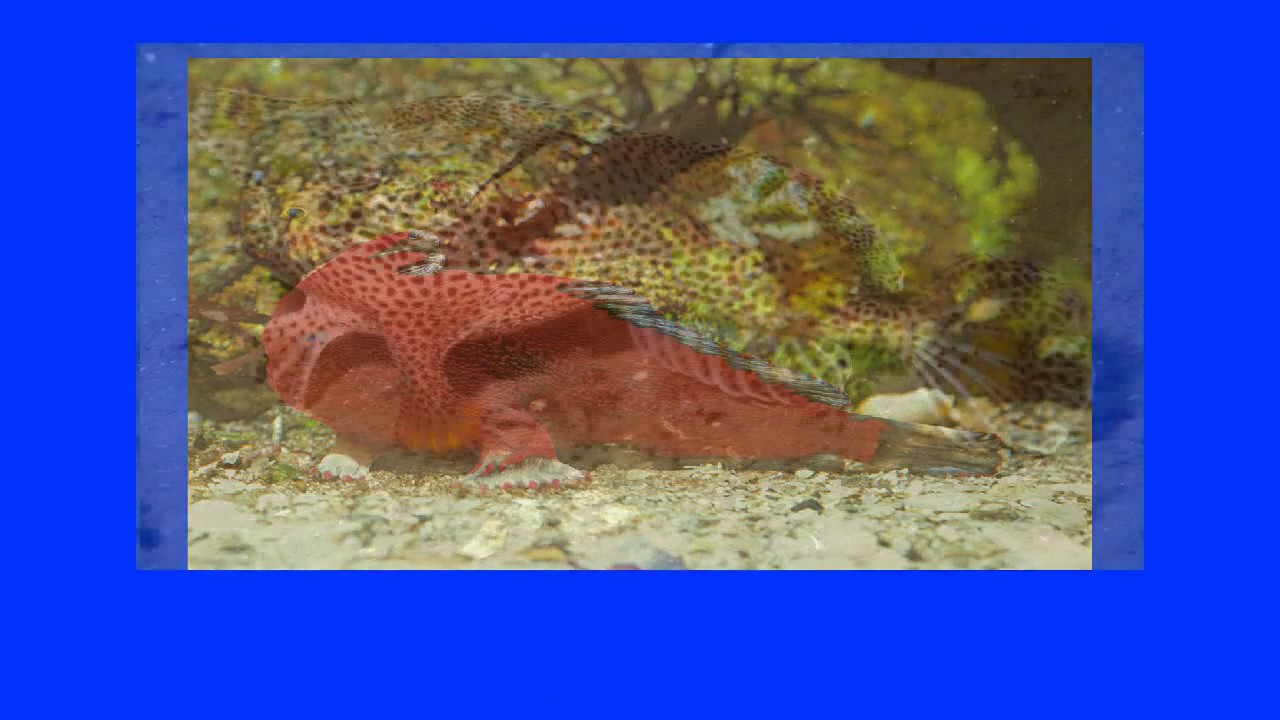 Handfish - A Fish that Walks [HD]